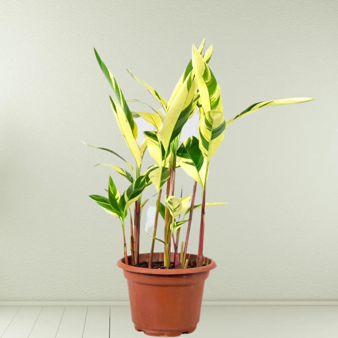 Buy Heliconia Psittacorum Variegated - Plant Online at Lalitenterprise