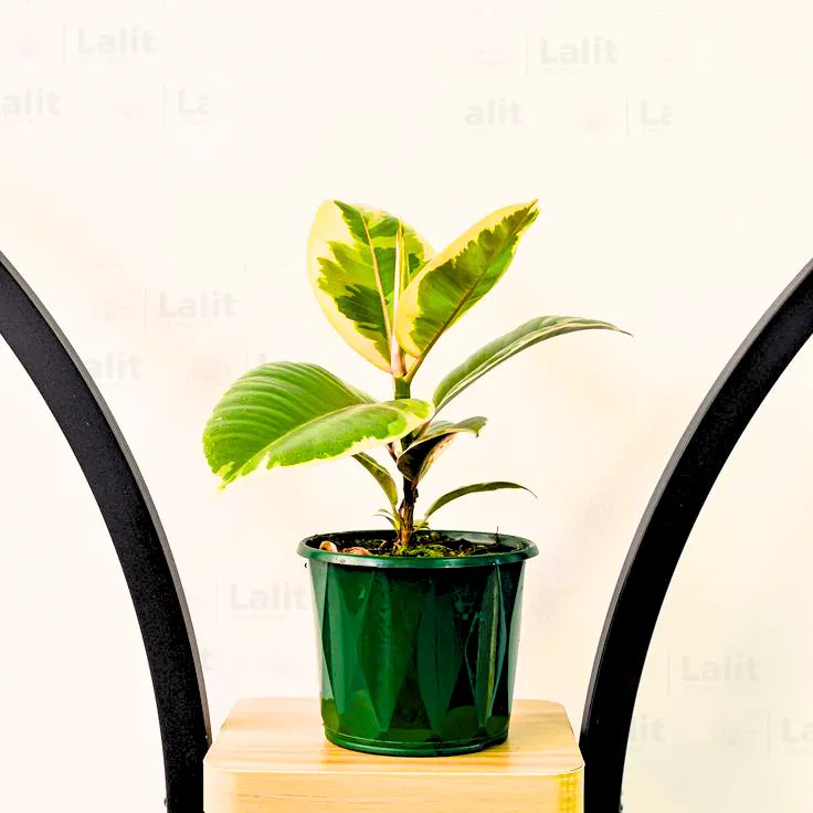 lemon lime rubber tree indoor Ficus Elastica 'Tineke' (Variegated Rubber Plant)