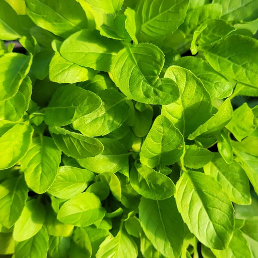 Buy Vimla Tulsi (Ocimum Sanctum) - Plant Online at Lalitenterprise