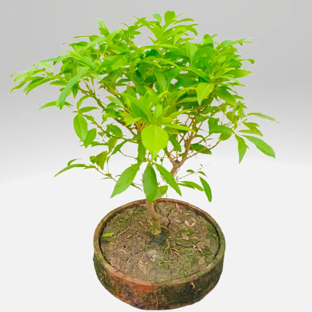Buy Vrindavan Champa "Bonsai" Plant | Fiddlewood Tree Online at Lalitenterprise