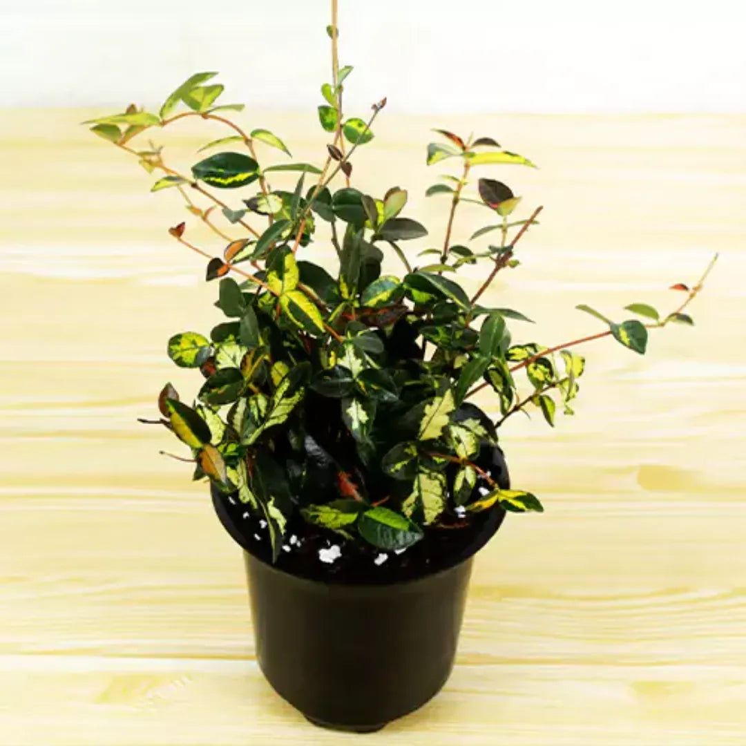 Buy Asian Minima Jasmine Vine Plant Online at Lalitenterprise