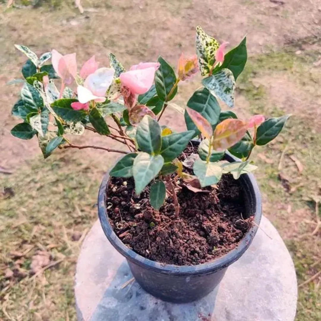 Buy Tricolor Asiatic Jasmine Variegated Plant Online at Lalitenterprise