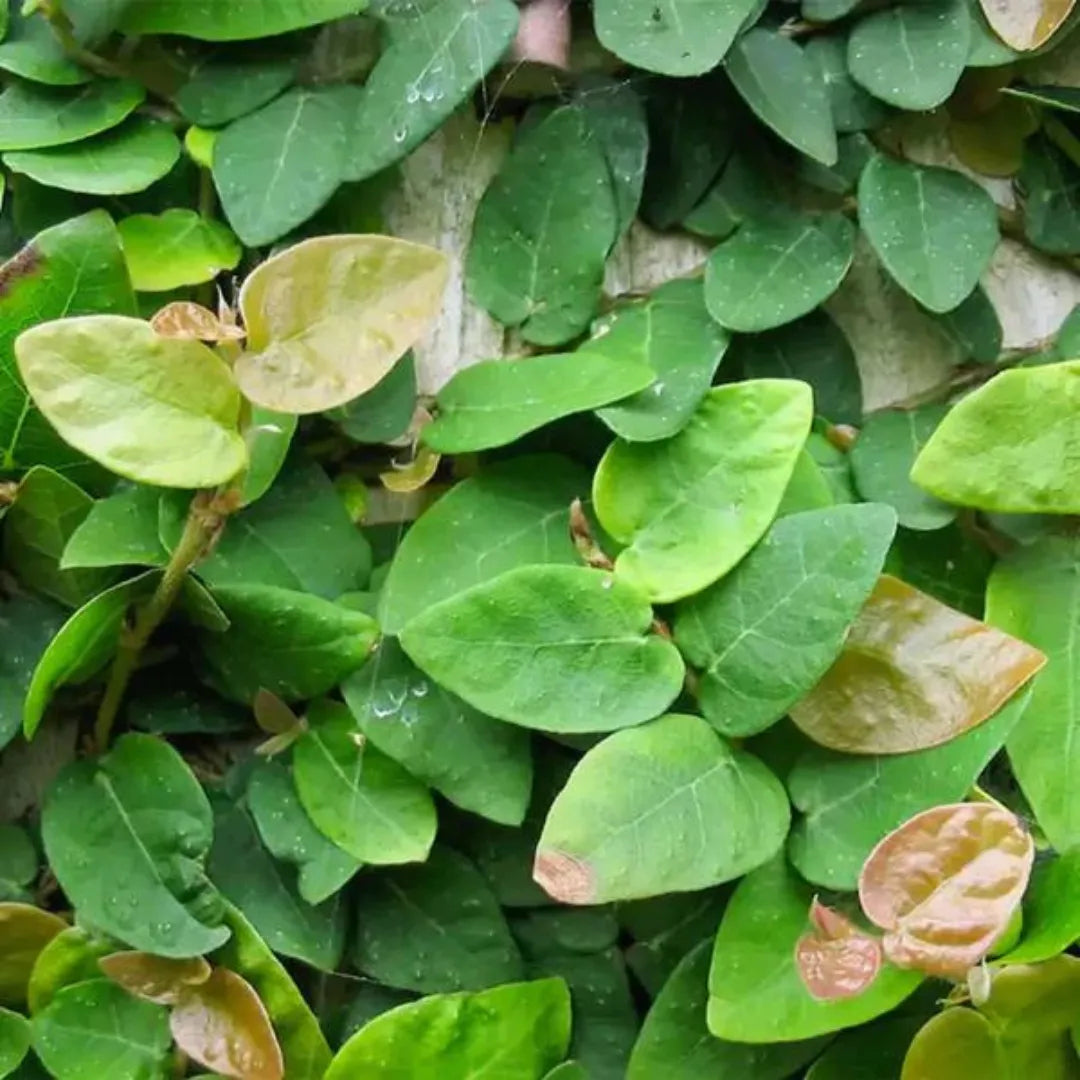 Buy Ficus Pumila Green Creeping fig Plant Online at Lalitenterprise