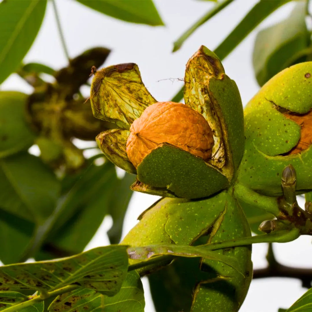 Buy Walnut (Juglans Regia) - Plant Online at Lalitenterprise