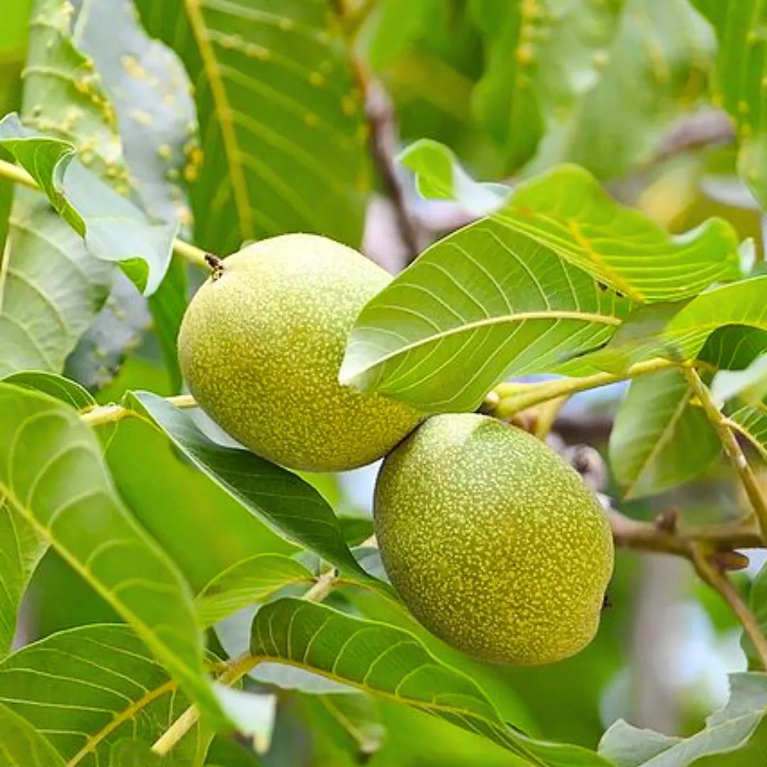 Buy Walnut - Plant Online at Lalitenterprise