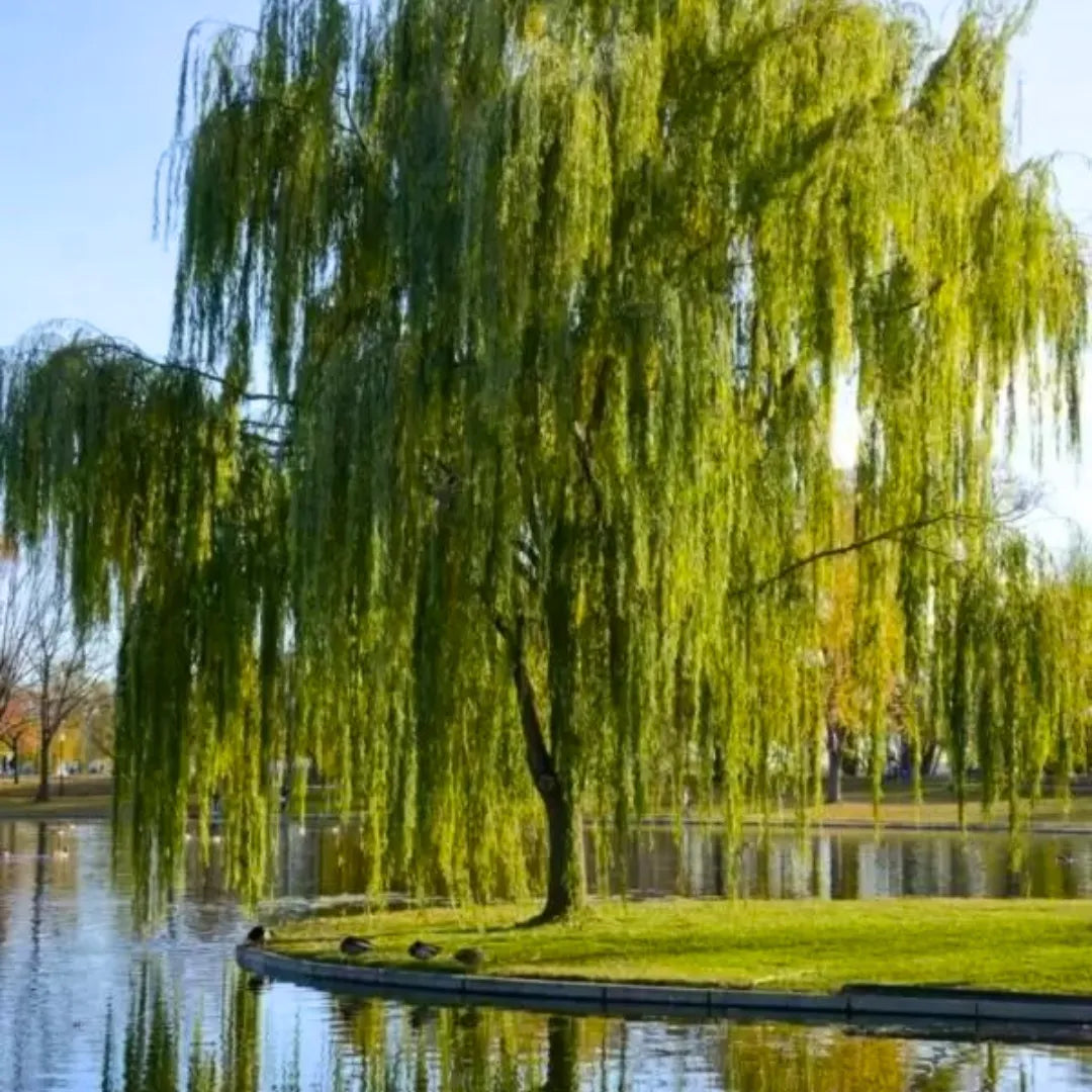 Buy Salix Babylonica - Plant Online at Lalitenterprise