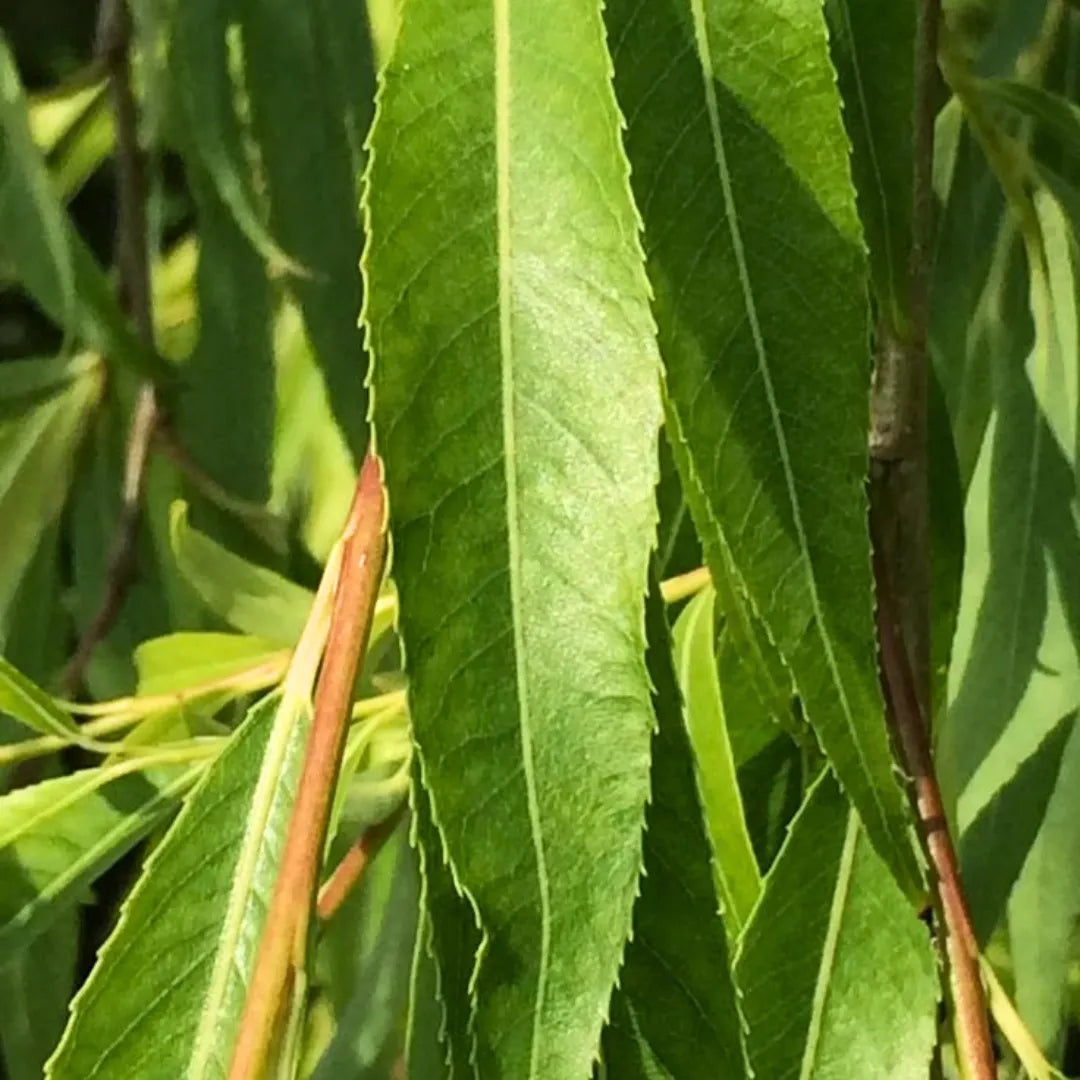 Buy Weeping Willow - Plant Online at Lalitenterprise