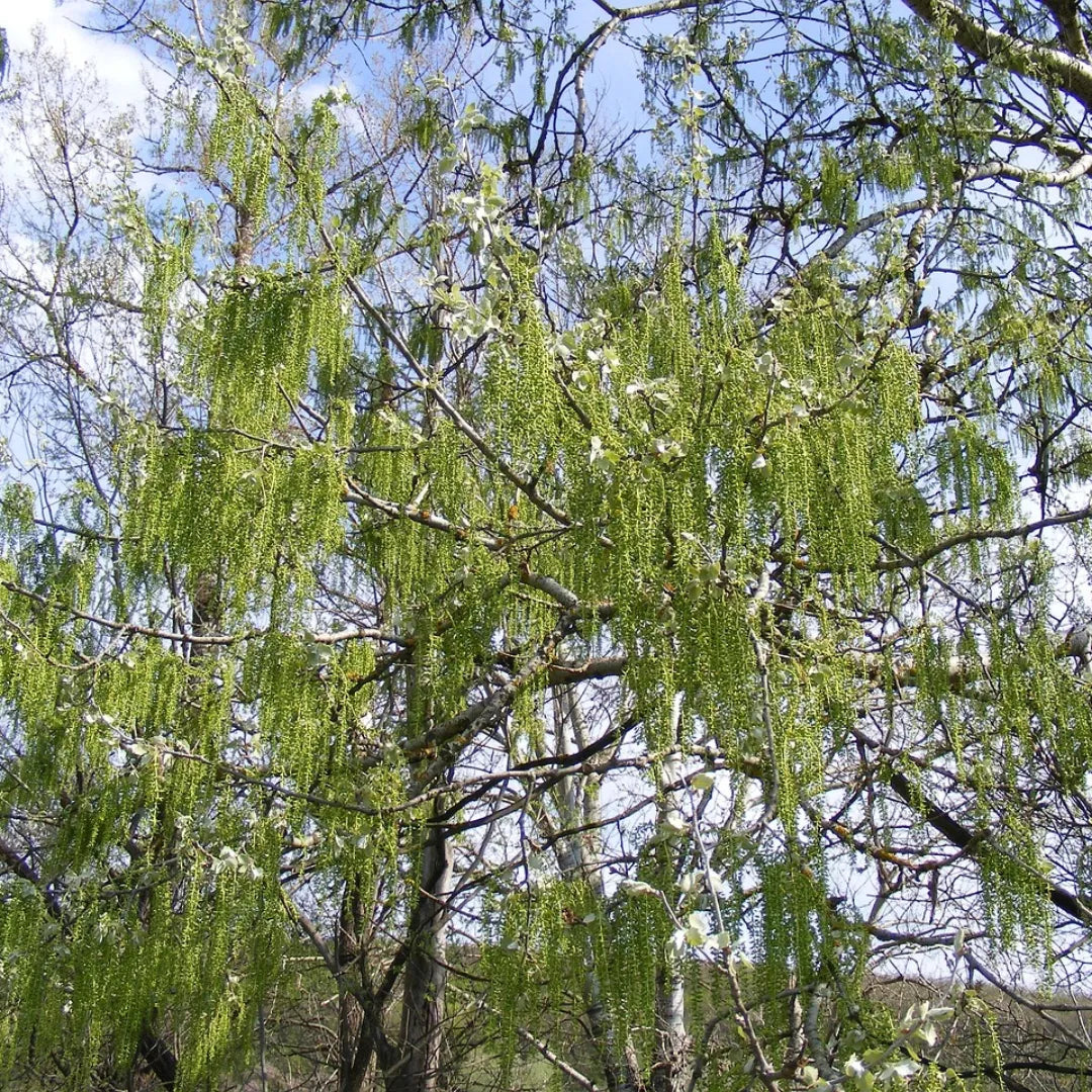Buy Salix Babylonica - Plant Online at Lalitenterprise