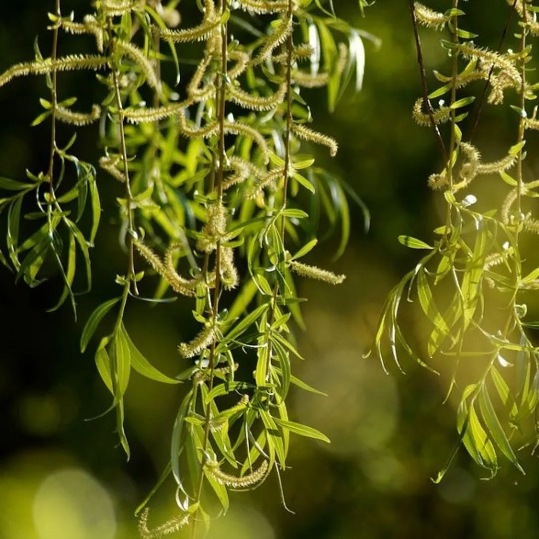 Buy Weeping Willow - Plant Online at Lalitenterprise