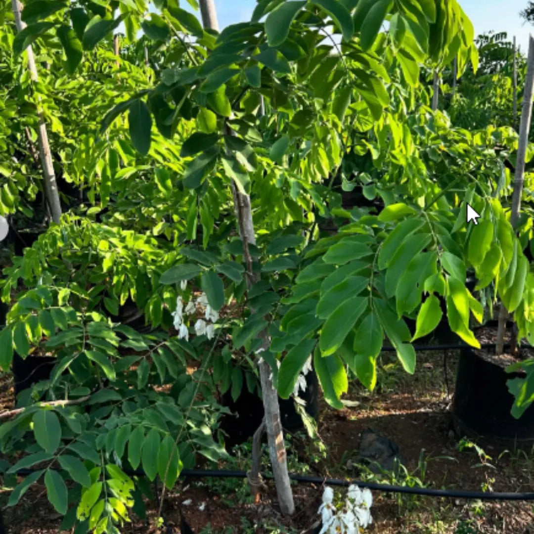 Buy Safed Amaltas (Cassia Fistula) "White Shower" - Plant online at Lalitenterprise