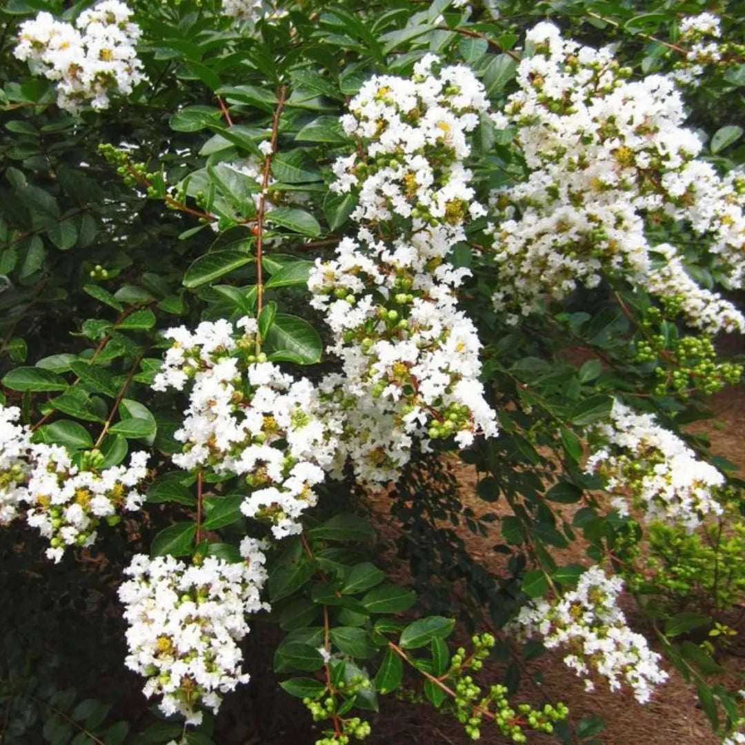 Buy Lagerstroemia Indica (White Crape Myrtle) - Plant Online at Lalitenterprise