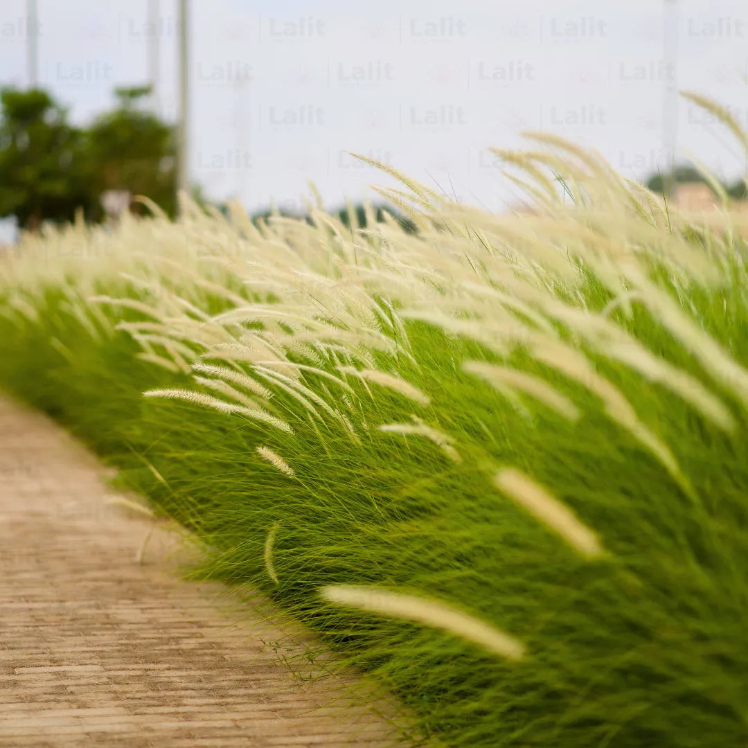 Buy Pennisetum Setaceum - Plant Online at Lalitenterprise