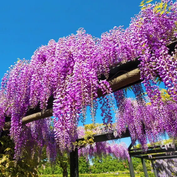 Wisteria Sinensis (Vines) - Plant