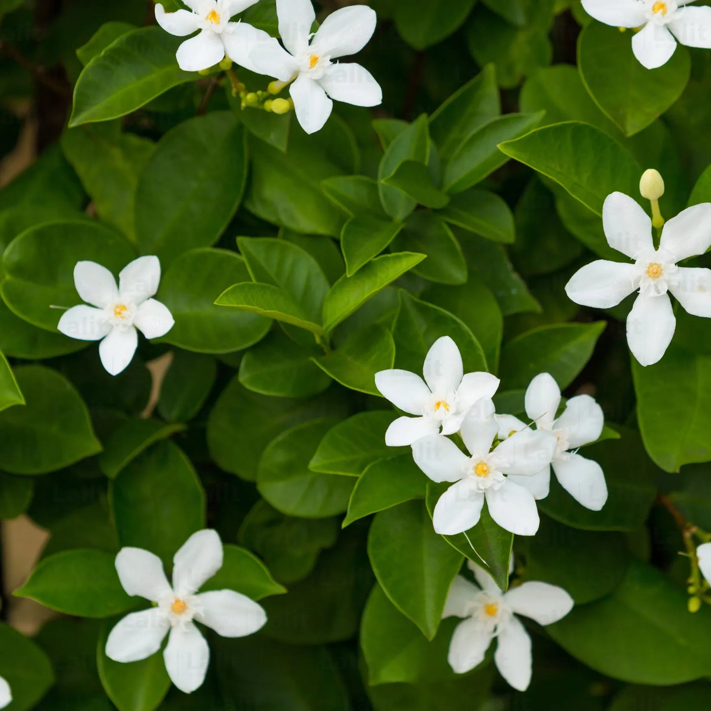 Buy Wrightia Antidysenterica - Plant Online at Lalitenterprise