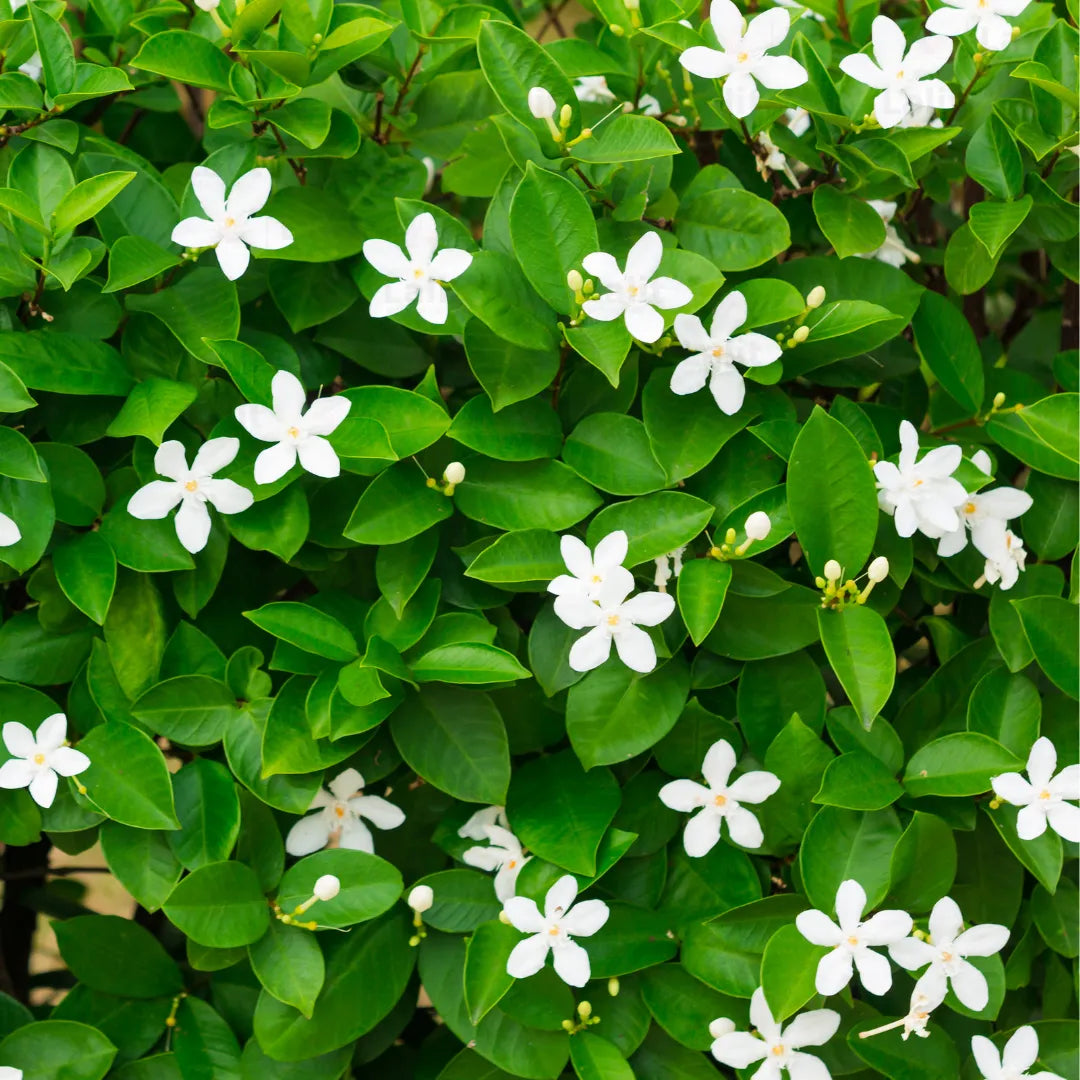 Buy Sri Lankan Jasmine - Plant Online at Lalitenterprise