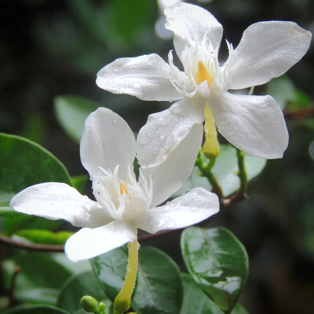 Buy Sri Lankan Jasmine (Wrightia Antidysenterica) - Plant Online at Lalitenterprise