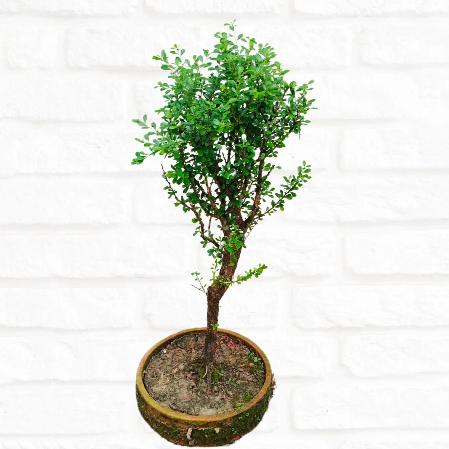buy Yellow Braya (Trifidacanthus Unifoliolatus) "Bonsai" - Plant Online at Lalitenterprise