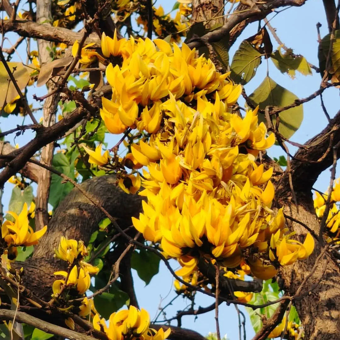 Buy Yellow Palash "Grafted" (Butea Monosperma) - Plant Online at Lalitenterprise