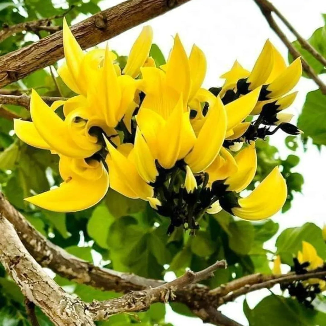 Buy Yellow Palash (Butea Monosperma) - Plant Online at Lalitenterprise