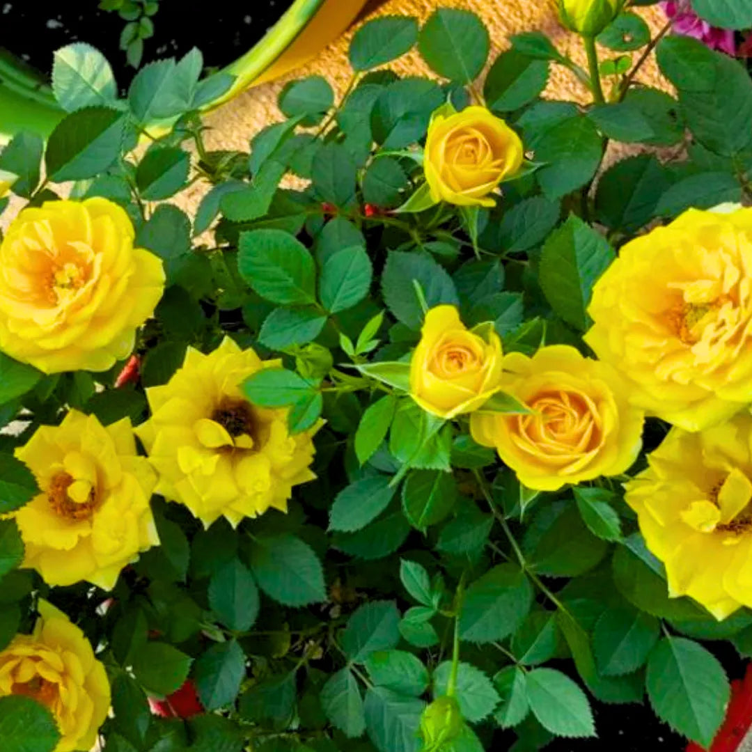 Buy Yellow Rose - Plant Online at Lalitenterprise