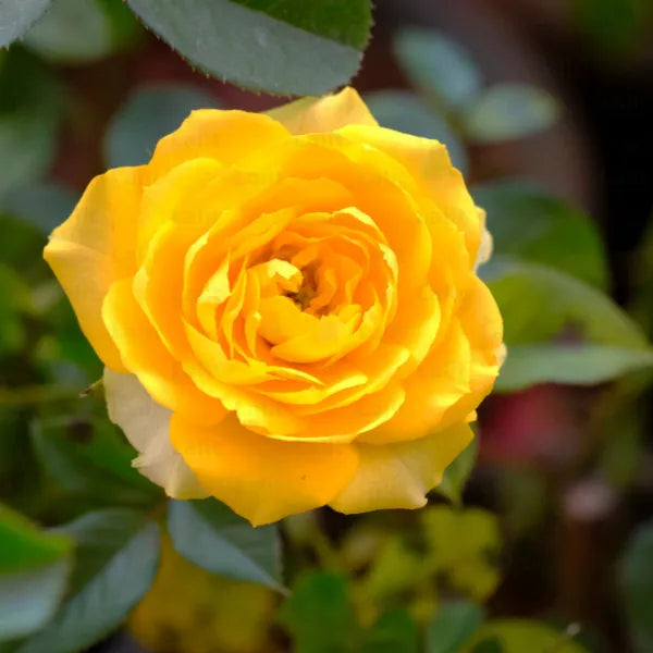 Buy Yellow Rose - Plant Online at Lalitenterprise