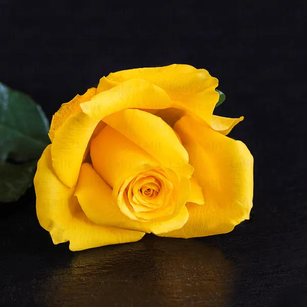 Buy Yellow Rose - Plant Online at Lalitenterprise