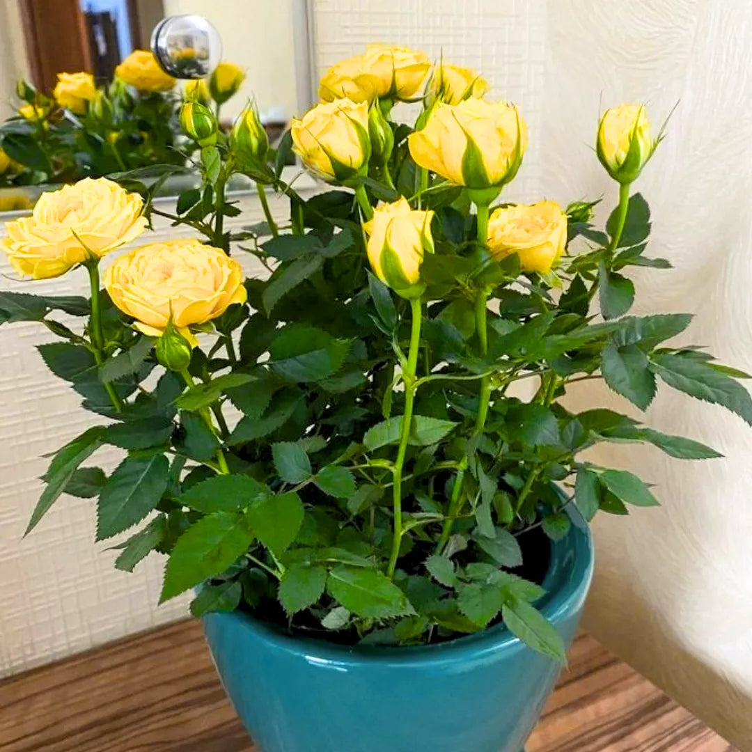 plant in yellow pot Yellow Rose