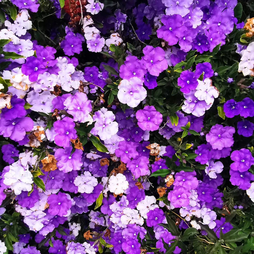 Yesterday, Today & Tomorrow (Brunfelsia Pauciflora) Morning, Noon & Night