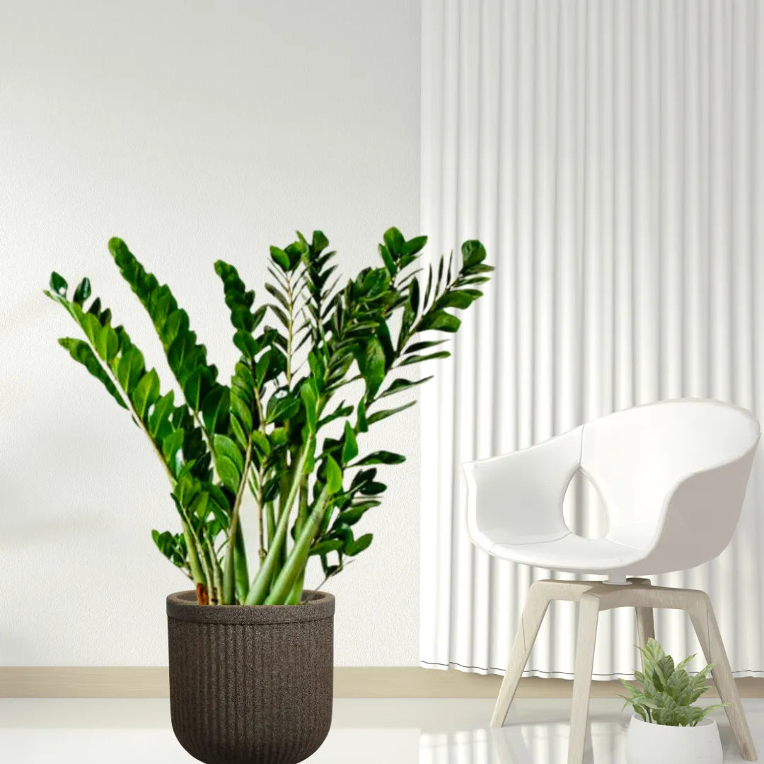 buy large zz plant online ZZ Plant (Zamioculcas Zamiifolia)