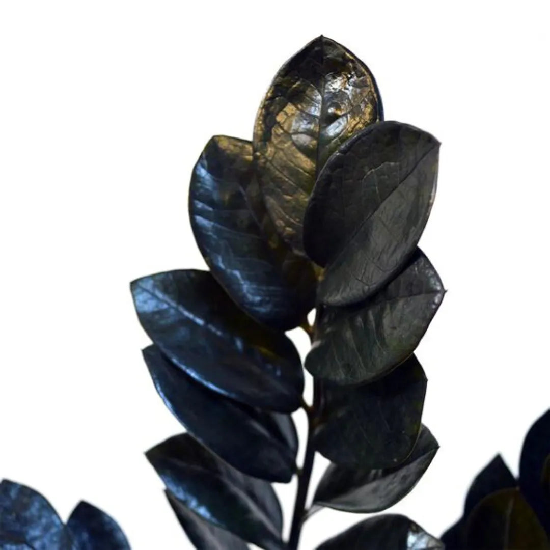 Buy ZZ Plant "Black" - Plant Online at Lalitenterprise