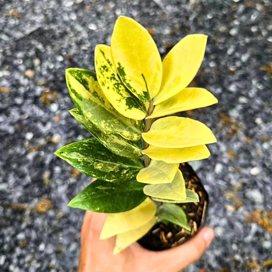 zz plant for sale online ZZ 'Variegated' (Zamioculcas Zamiifolia)