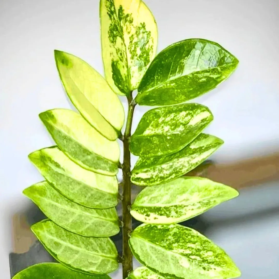 Buy ZZ 'Variegated' (Zamioculcas Zamiifolia) - Plant Online at Lalitenterprise
