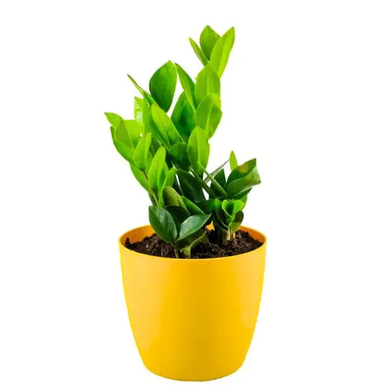 Combo Pack of 2 ZZ Plant -Indoor
