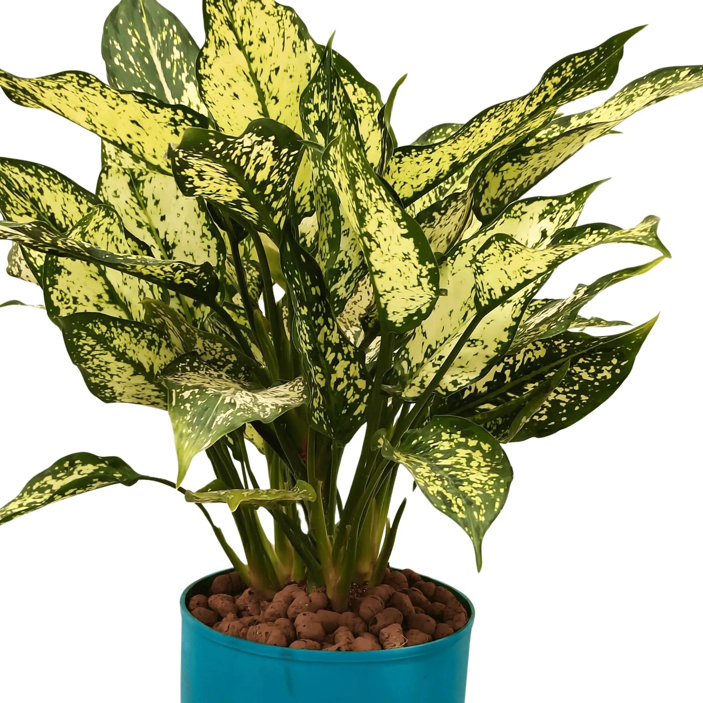 Buy Snow white AGLAONEMA Plant with LECA balls Online at Lalitenterprise