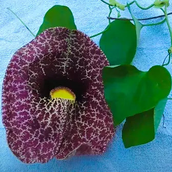 Dutchman’s pipe Flowering Vine “Aristolochia macrophylla”(Duck vine)