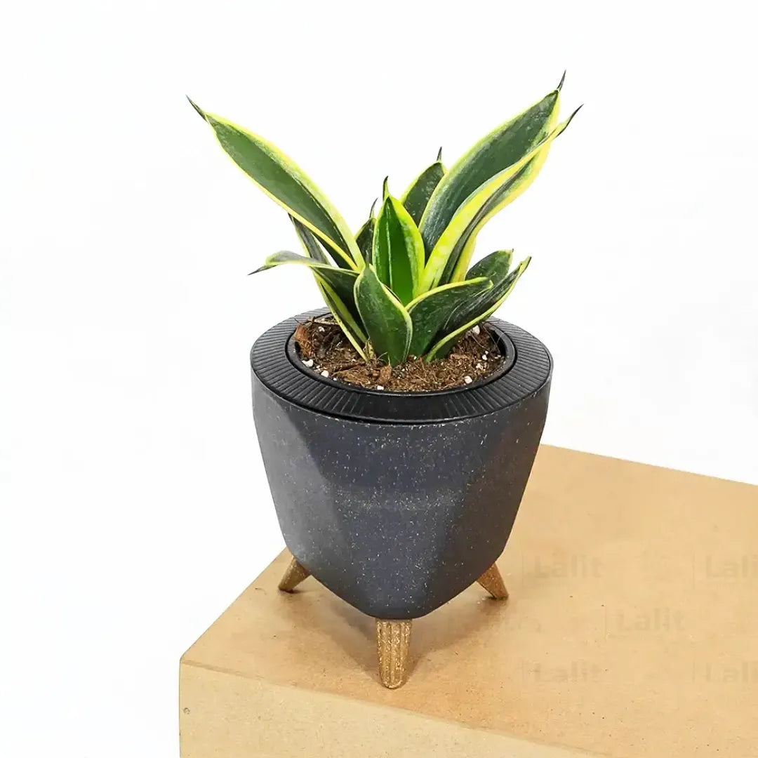 Buy Golden Hahnii Sansevieria "Golden Snake" - Plant Online at Lalitenterprise