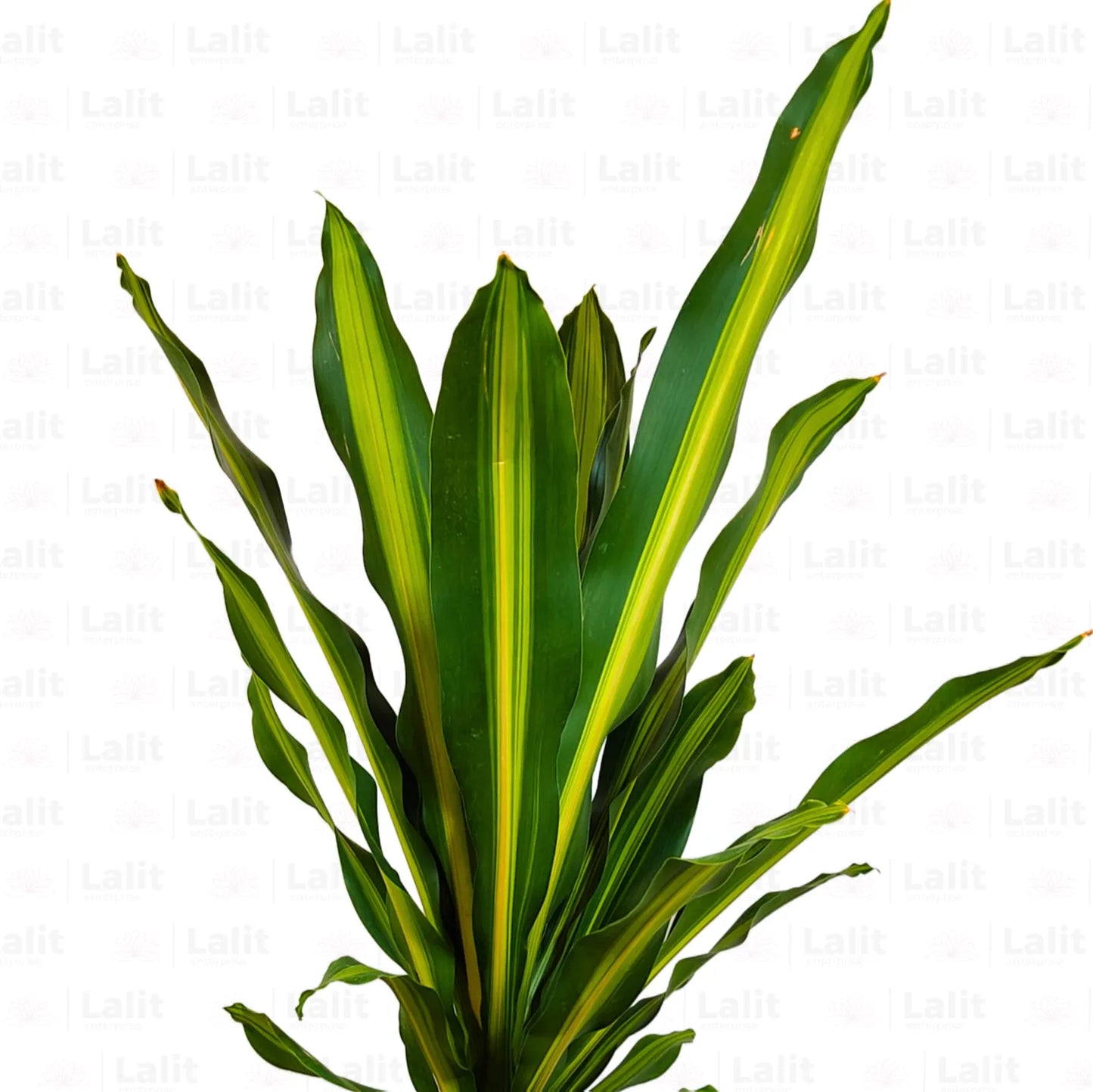 Buy Dracaena Dara Singh | Corn Pant Online at Lalitenterprise