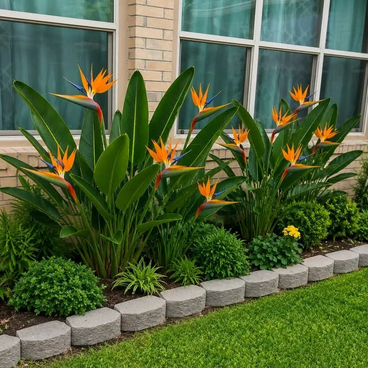 Bird of Paradise "Orange" (Strelitzia Reginae) Crane flower - Plant