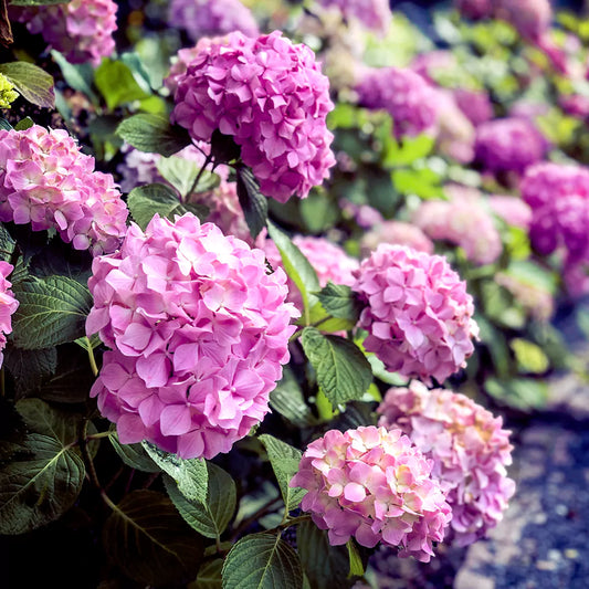 Hydrangea Mophead Flowering Plants