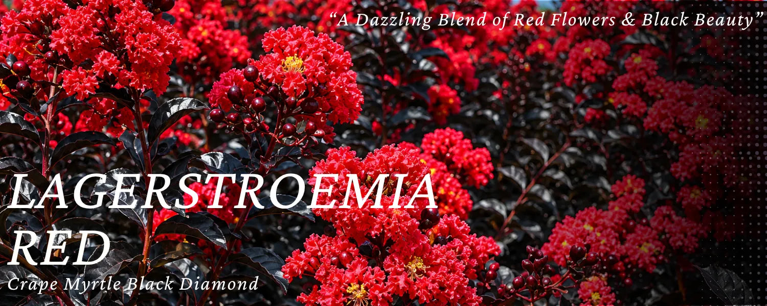 lagerstremia red diamond