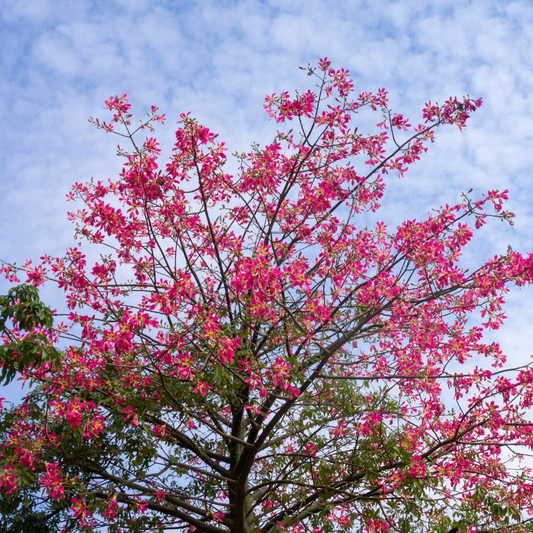 Hong Kong Orchid Tree