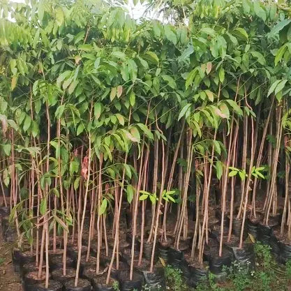 Buy (Swietenia Macrophylla Plant Online at Lalitenterprise