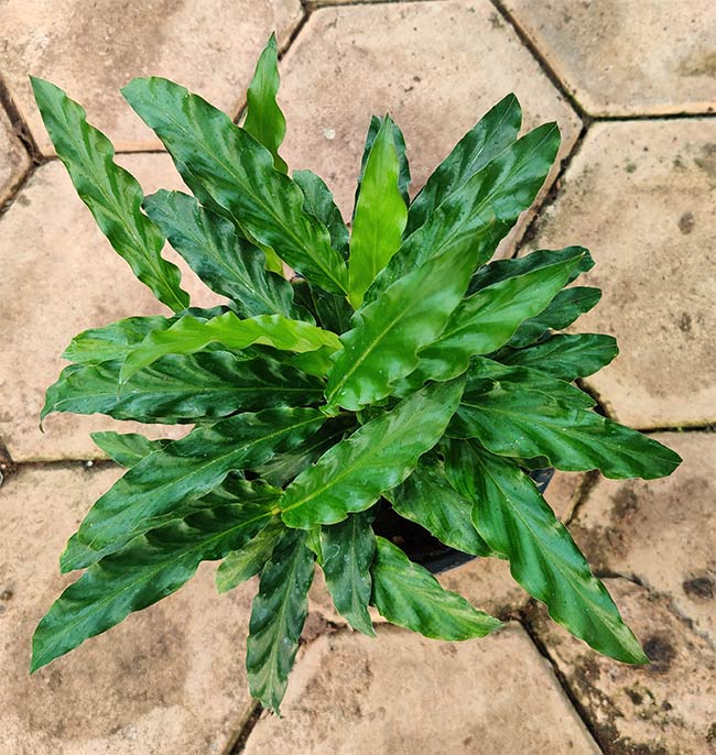 Buy Calathea Rufibarba, Furry Feather Marantha – plant online at Lalitenterprise.