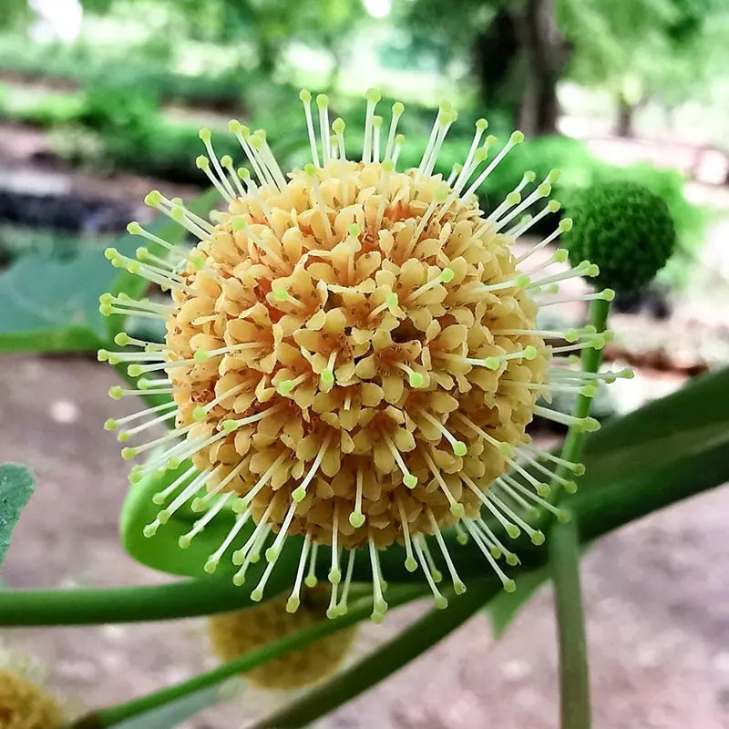 Haldu Plant (Haldina Cordifolia) "Yellow Teak" - Plant