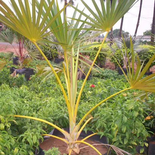 Pack of 7 Landscaping Palm Plant