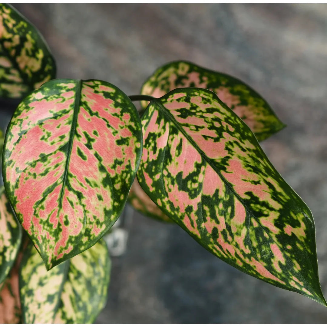 Buy Aglaonema Chineese Evergreen - Lalitenterprise