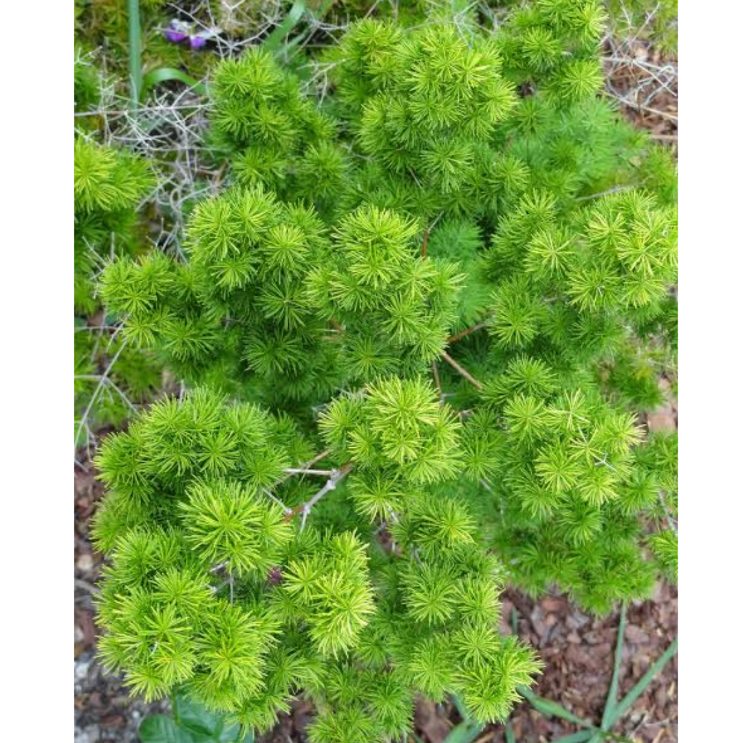 Buy Asparagus Macowanii Plant - Lalitenterprise