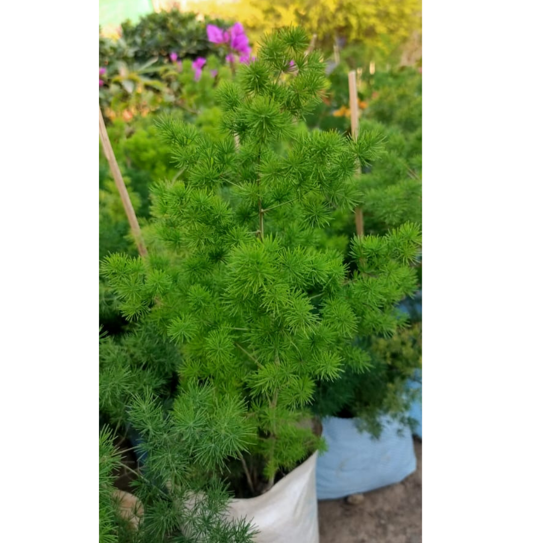 Buy Ming Fern Plant - Lalitenterprise