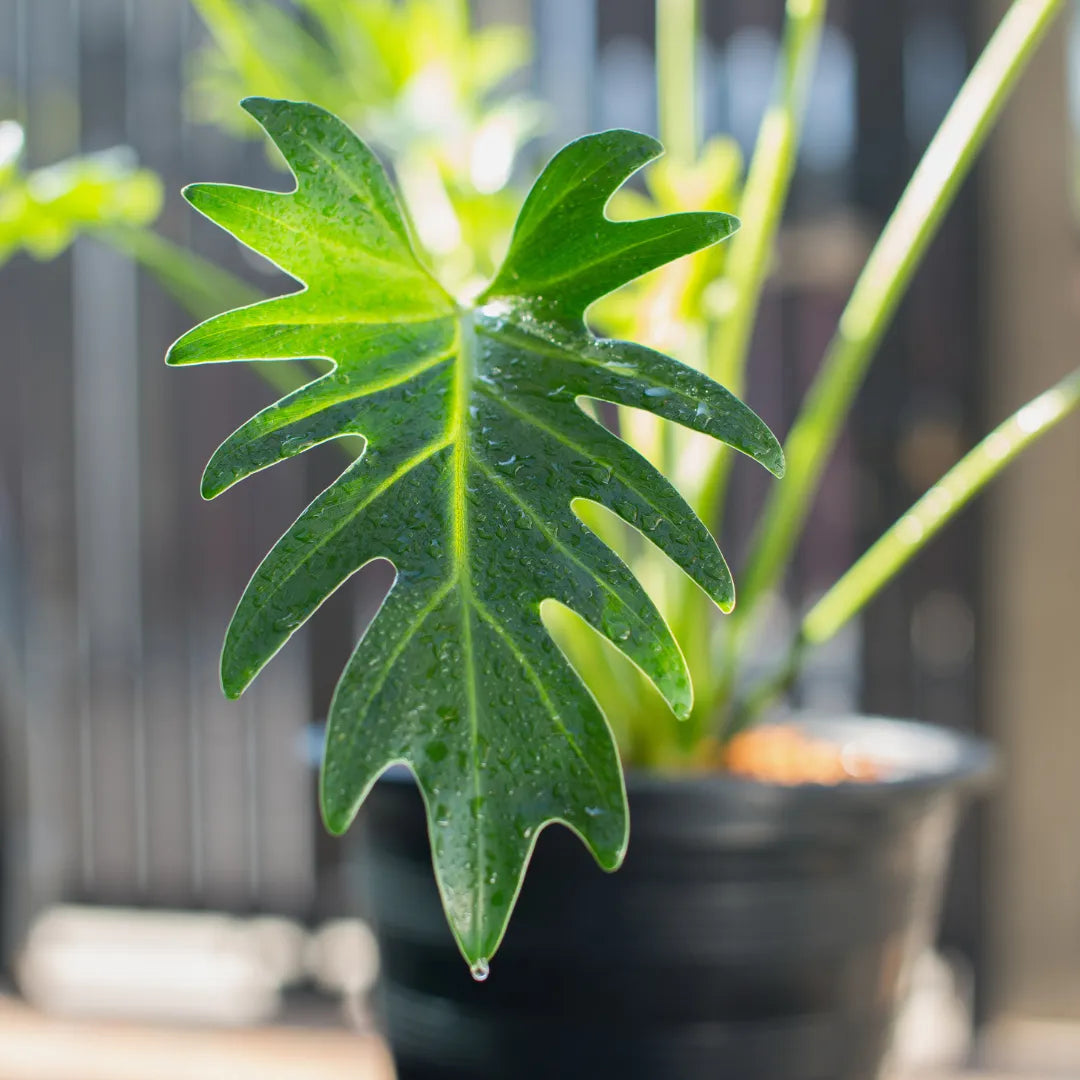 Buy Green Xanadu Plant - Lalit Enterprise