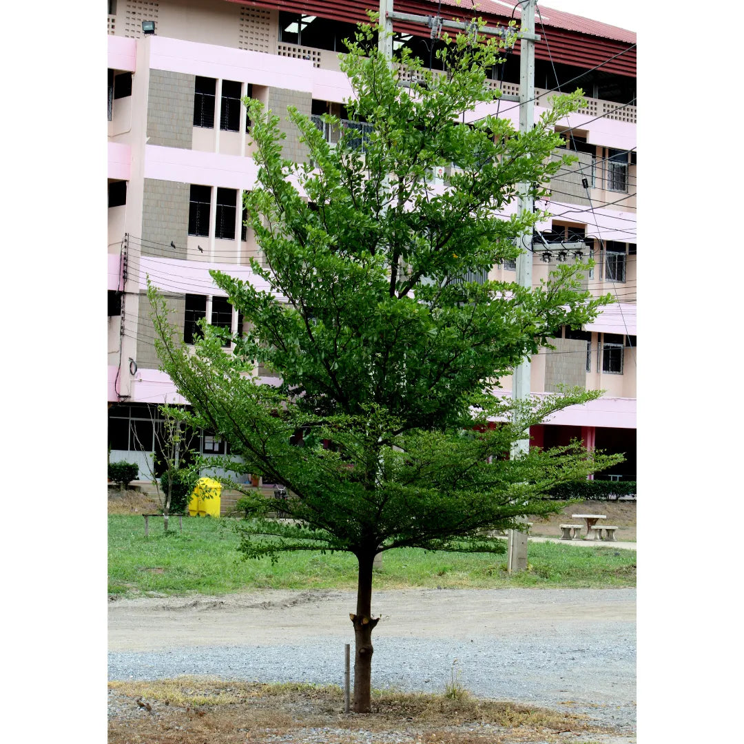 Buy Terminalia Plant - Lalit Enterprise
